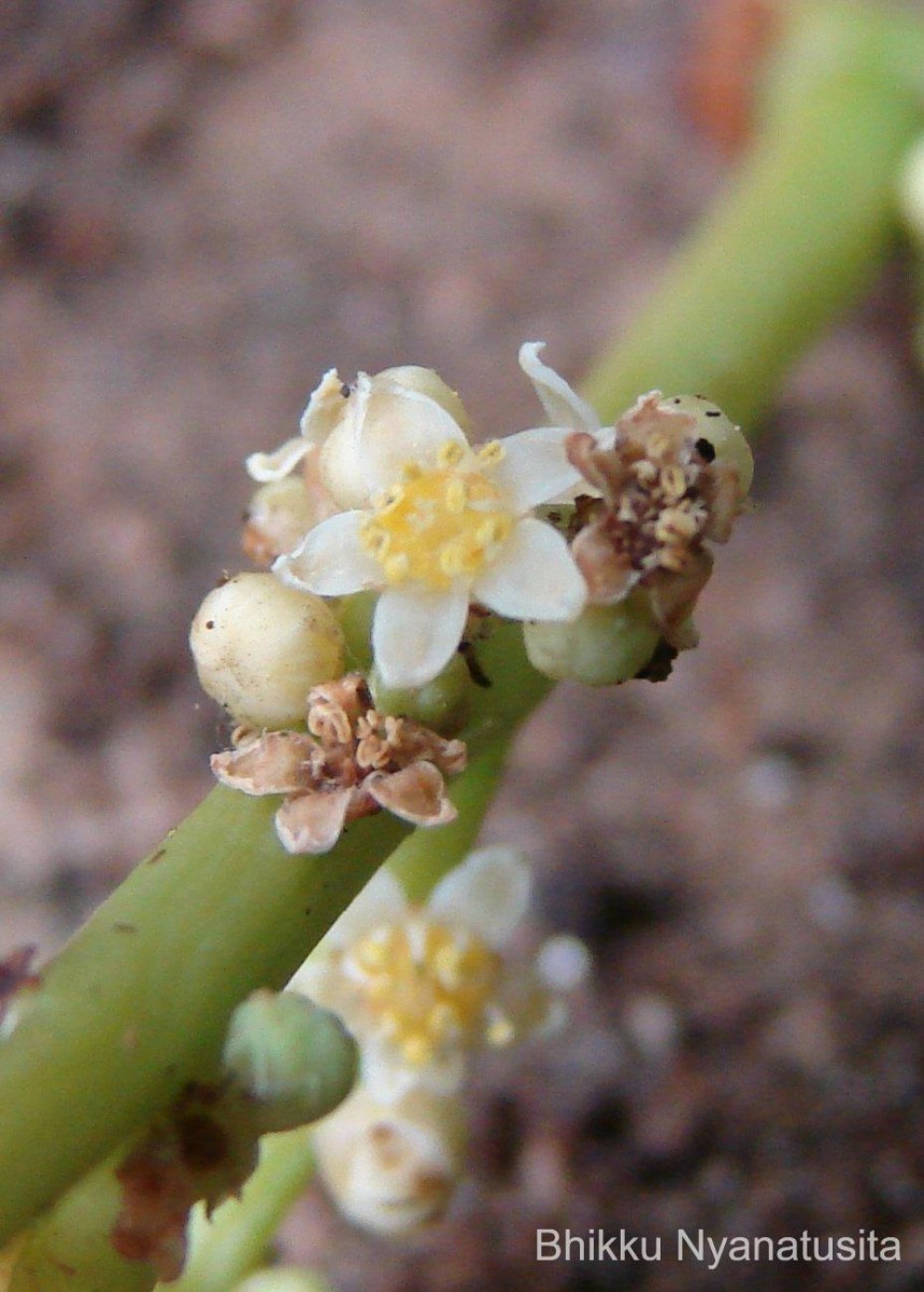 Spondias pinnata (L.f.) Kurz